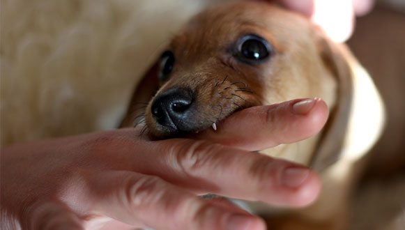 dog-bite# Accidents Involving Dangerous Substances